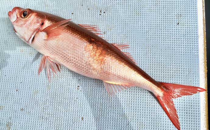 洲崎沖で高級魚「マハタ」を狙う根魚五目釣り　本命＆多彩なゲストと対面成功！【萬栄丸・千葉】