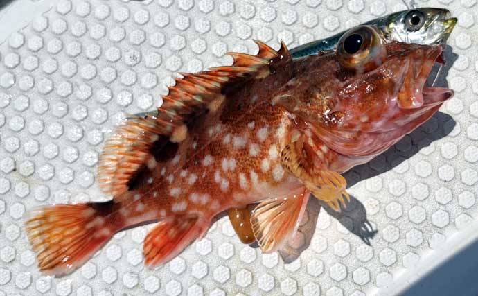 洲崎沖で高級魚「マハタ」を狙う根魚五目釣り　本命＆多彩なゲストと対面成功！【萬栄丸・千葉】