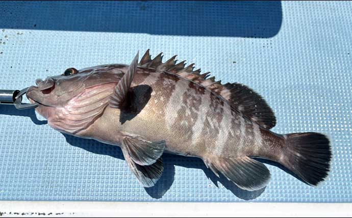 洲崎沖で高級魚「マハタ」を狙う根魚五目釣り　本命＆多彩なゲストと対面成功！【萬栄丸・千葉】