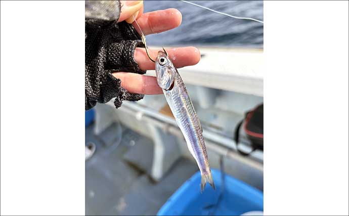 洲崎沖で高級魚「マハタ」を狙う根魚五目釣り　本命＆多彩なゲストと対面成功！【萬栄丸・千葉】