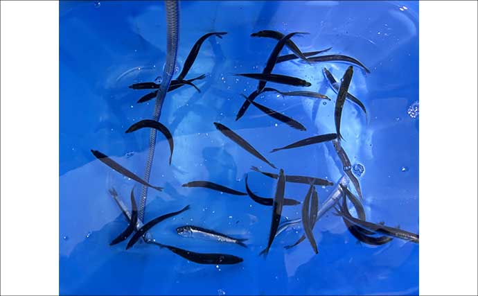 洲崎沖で高級魚「マハタ」を狙う根魚五目釣り　本命＆多彩なゲストと対面成功！【萬栄丸・千葉】