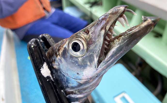 一色魚市場に並ぶ魚介類から【7月の奥伊勢湾の釣りもの】を考察してみた