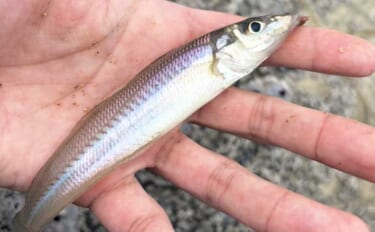 三浦半島でちょい投げシーズン開幕！ 岩礁サーフで21cm良型を筆頭にキ…