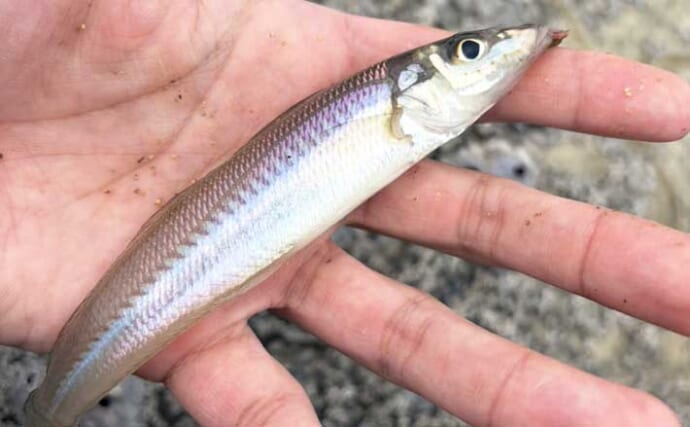 三浦半島でちょい投げシーズン開幕！ 岩礁サーフで21cm良型を筆頭にキス20匹をキャッチ