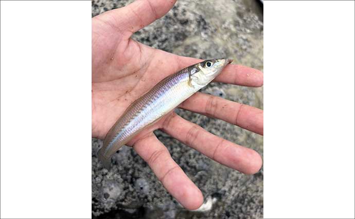 三浦半島でちょい投げシーズン開幕！ 岩礁サーフで21cm良型を筆頭にキス20匹をキャッチ