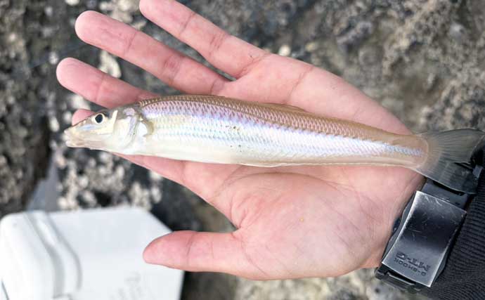三浦半島でちょい投げシーズン開幕！ 岩礁サーフで21cm良型を筆頭にキス20匹をキャッチ