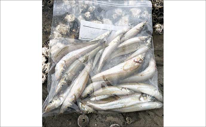 三浦半島でちょい投げシーズン開幕！ 岩礁サーフで21cm良型を筆頭にキス20匹をキャッチ