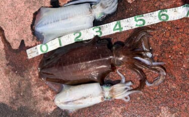 満員の人気漁港で2.5kg頭にアオリイカ3杯キャッチ【福井】ヤエン釣り…