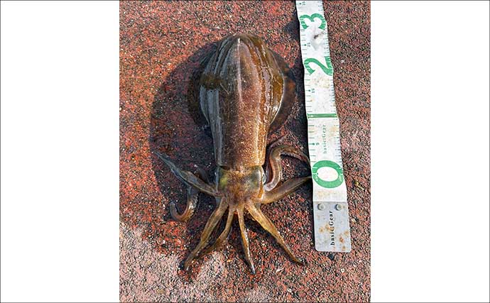 満員の人気漁港で2.5kg頭にアオリイカ3杯キャッチ【福井】ヤエン釣りで攻略！