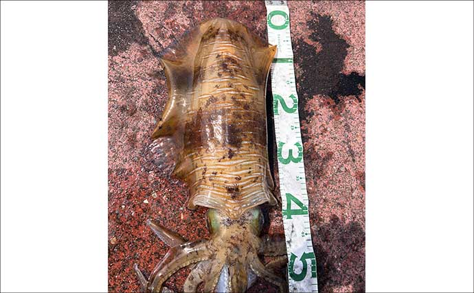 満員の人気漁港で2.5kg頭にアオリイカ3杯キャッチ【福井】ヤエン釣りで攻略！