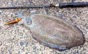 自作のエギで1.5kg超えモンゴウイカ手中！【京都】複数木材を組み合わ…