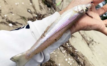 サーフでの投げ釣りで21cm良型シロギスをキャッチ！【香良洲海岸】波打ち際でヒット