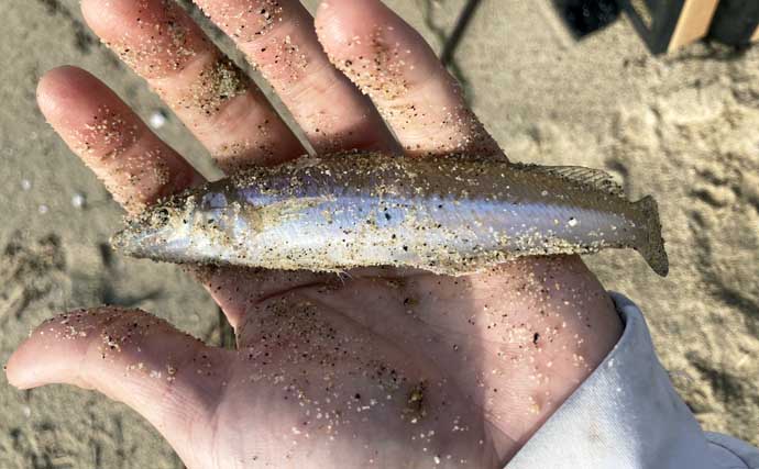 サーフでの投げ釣りで21cm良型シロギスをキャッチ！【香良洲海岸】波打ち際でヒット