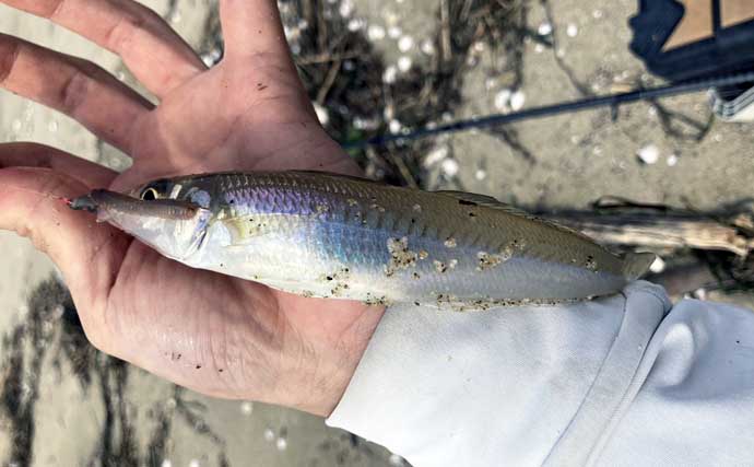 サーフでの投げ釣りで21cm良型シロギスをキャッチ！【香良洲海岸】波打ち際でヒット