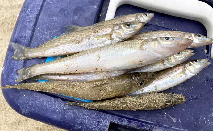 サーフでの投げ釣りで21cm良型シロギスをキャッチ！【香良洲海岸】波打ち際でヒット