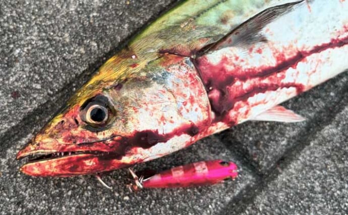 梅雨の大阪湾沿岸ではどんな魚が釣れる？ オススメの釣りターゲットと攻略法を紹介