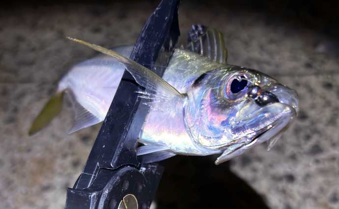 梅雨の大阪湾沿岸ではどんな魚が釣れる？ オススメの釣りターゲットと攻略法を紹介