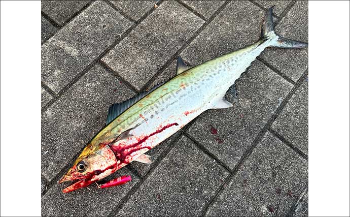 梅雨の大阪湾沿岸ではどんな魚が釣れる？ オススメの釣りターゲットと攻略法を紹介