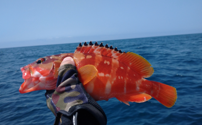 鳥取の「アカハタ」「シロハタ」はメバルのこと　ハタとつくけどハタじゃないややこしい魚