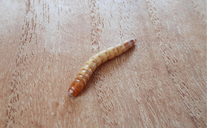 「スーパーエルニーニョ」発生で養殖魚のエサ不足がほぼ確定　解決策は幼虫？