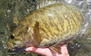 「アユを襲う外来魚」スモールマウスバス釣り大会が開催【櫛田川・三重】優…