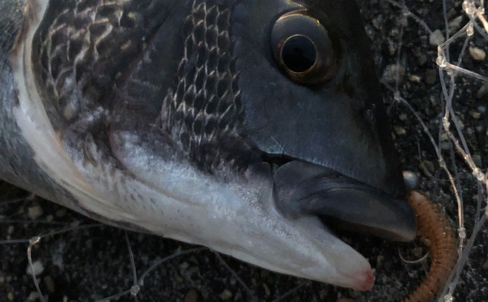 ライトゲーム愛好家が「今まで一番多く釣った魚種」は何？　サバが最有力候補