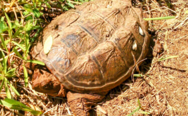危険外来種「カミツキガメ」の駆除に手応えあり　千葉県は外来生物銀座だっ…