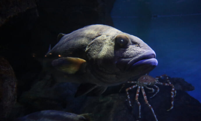 韓国で「伝説の深海魚」が釣り上げられて話題　味は鶏の胸肉にそっくり？