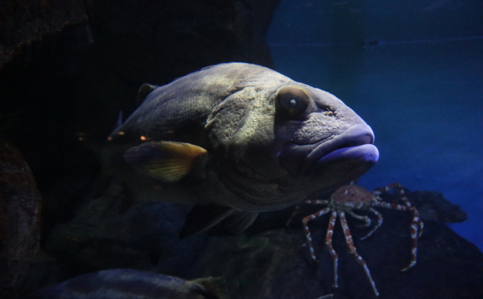 韓国で「伝説の深海魚」が釣り上げられて話題　味は鶏の胸肉にそっくり？