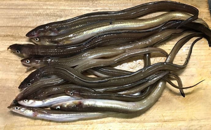 そのアナゴ、ウミヘビかも？　減り続けるアナゴ資源を埋め合わせる「代用魚」たち