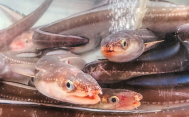 そのアナゴ、ウミヘビかも？　減り続けるアナゴ資源を埋め合わせる「代用魚…