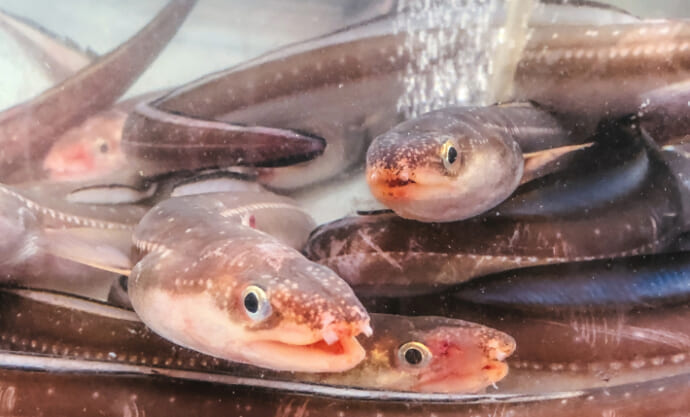 そのアナゴ、ウミヘビかも？　減り続けるアナゴ資源を埋め合わせる「代用魚」たち