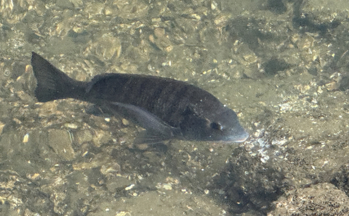 都心を流れる河川で大量のクロダイが確認される　海ではなく河川に入り込んだワケとは？