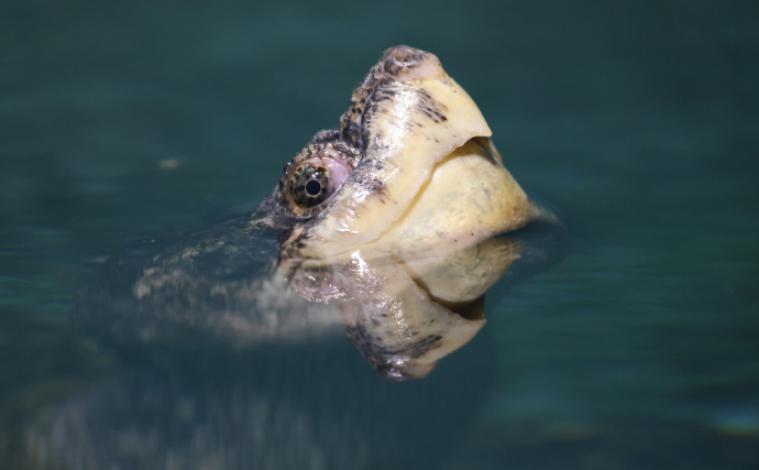 危険外来種「カミツキガメ」の駆除に手応えあり　千葉県は外来生物銀座だった？