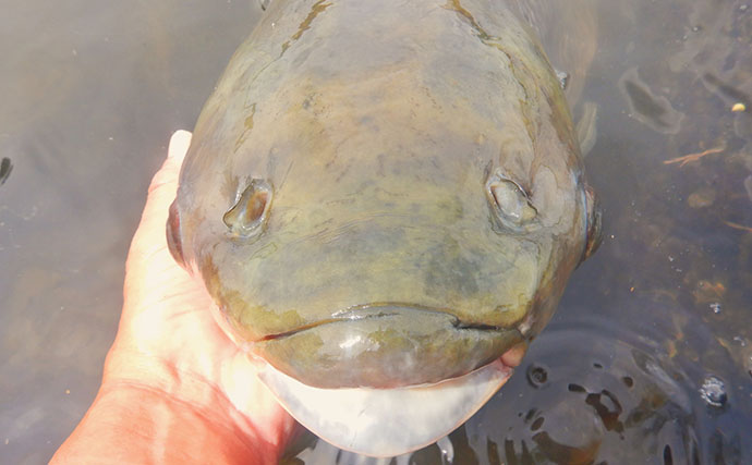 土手の葉っぱで荒川ソウギョを攻略【埼玉】狙い通りの展開で113cm・21kgをキャッチ