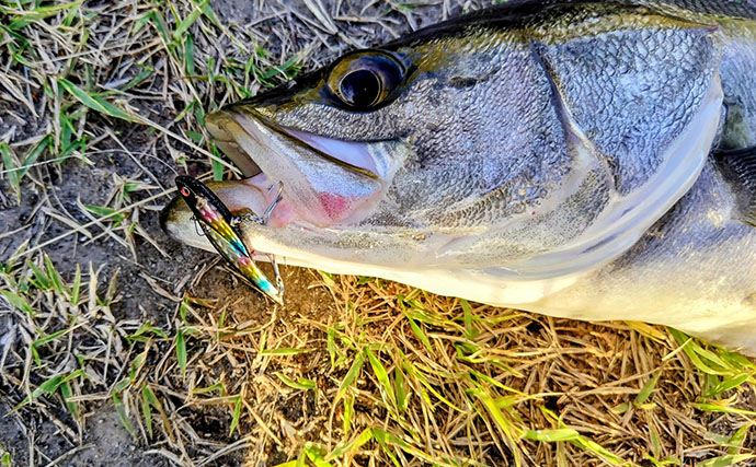 なぜシーバスはルアーで釣れるのか？　【形・動き・レンジ】が最重要ポイント