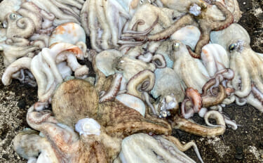 大阪湾奥でマダコ数釣りシーズン到来！ 沖堤防でヒット止まらずタコ「26…