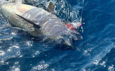 クロマグロ釣りを始めよう！ 北海道で広がるキャスティングゲームの魅力と…