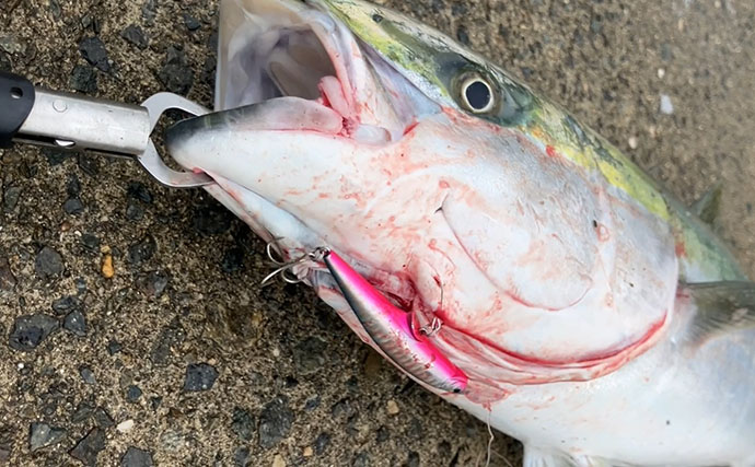 『大阪南港魚つり園』釣果レポート　青物は不調もエギタコ釣りで新子タコ登場！