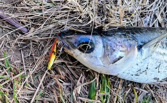 なぜシーバスはルアーで釣れるのか？　【形・動き・レンジ】が最重要ポイント