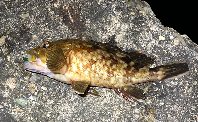 「根魚は四六時中岩に貼り付いている」わけではない　実は意外と回遊している？