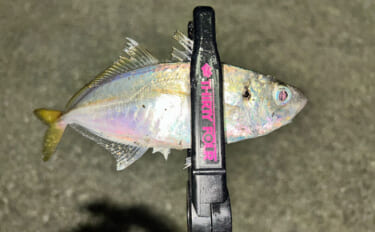考え過ぎて迷走しがちなルアーマン必見！　簡単「五目釣りメソッド」で多魚…