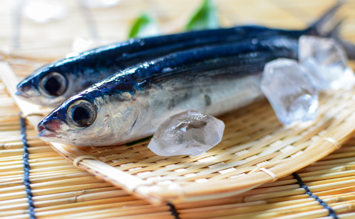 初夏の楽しいアクティビティ「トビウオ掬い」とは？　新鮮なら刺身が最高