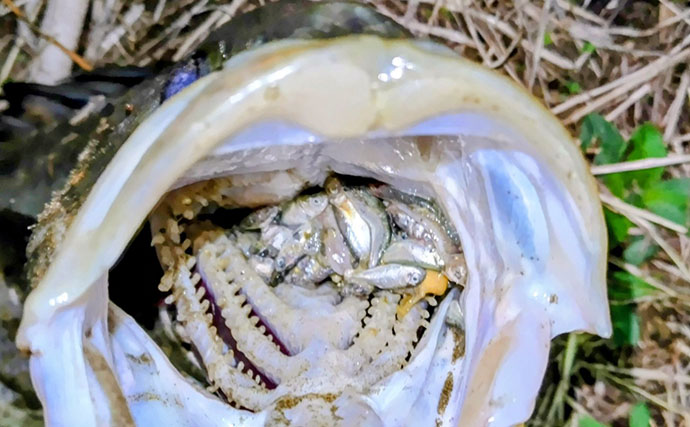 なぜシーバスはルアーで釣れるのか？　【形・動き・レンジ】が最重要ポイント