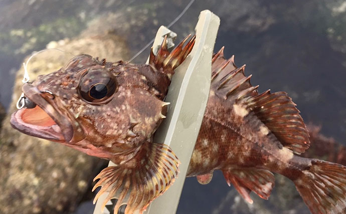 「根魚は四六時中岩に貼り付いている」わけではない　実は意外と回遊している？