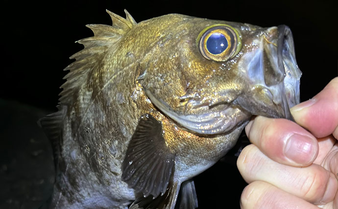 ライトゲーム愛好家が「今まで一番多く釣った魚種」は何？　サバが最有力候補