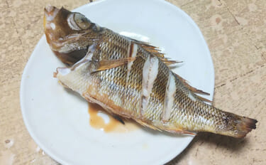 釣魚で作る「日本酒にうってつけ」レシピ：ロギのちょい干し　冷蔵庫で干せ…
