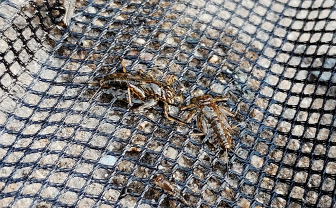 初夏の渓流エサ釣りで27cmアマゴと対面！【兵庫・引原川】良型中心に2桁釣果達成