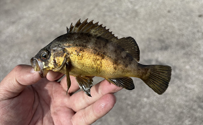 「海が濁ると魚が釣れる」を検証してみた　内房ライトゲームでメバルにカサゴ爆釣！