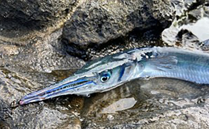 釣果写真がワンランクアップ　魚を美しく撮影する簡単テクニック3選を解説